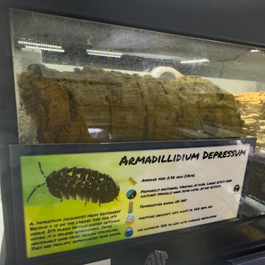Armadillidium Depressum Isopod Bin Label